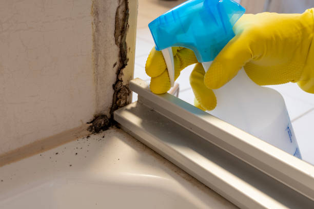 Best Commercial Mold Removal  in Woodbine, IA